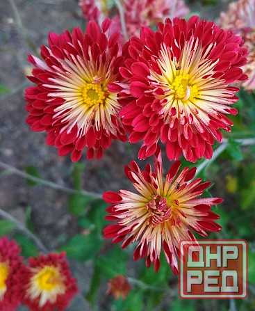 Хризантема Калиновый Гай куст Донецк - изображение 4