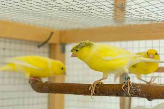 Продам кенора и канарейку. Донецк