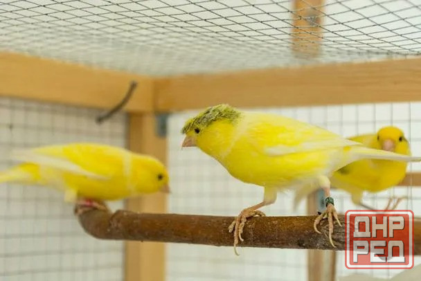 Продам кенора и канарейку. Донецк - изображение 1