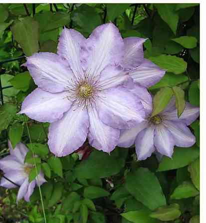 Клематис Донецк