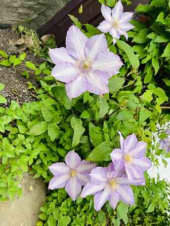 Клематис Донецк