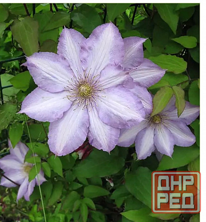 Клематис Донецк - изображение 2