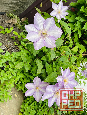 Клематис Донецк - изображение 1
