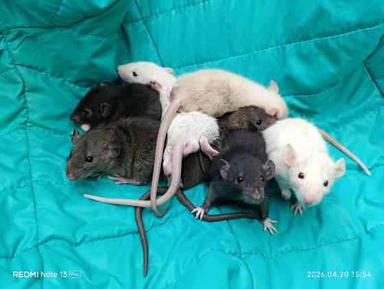 Крысята Дамбо Донецк