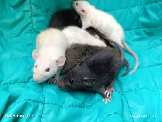 Крысята Дамбо Донецк