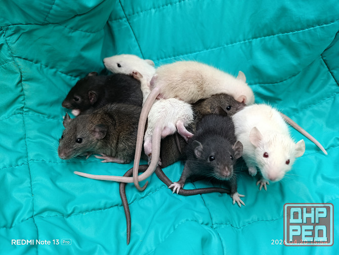 Крысята Дамбо Донецк - изображение 1