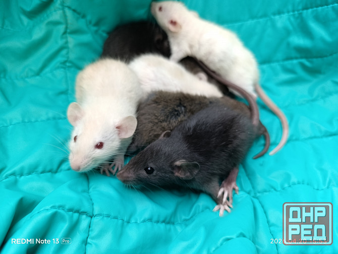 Крысята Дамбо Донецк - изображение 2