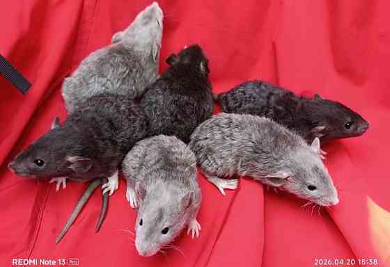 Крысята Дамбо Рекс Донецк