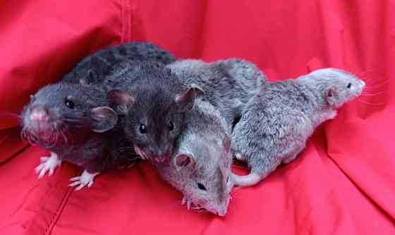 Крысята Дамбо Рекс Донецк