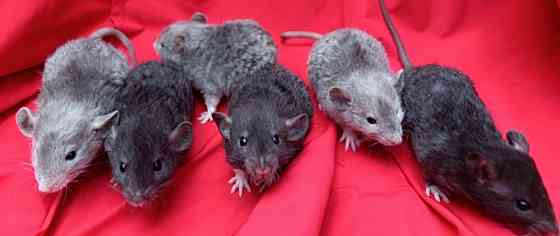 Крысята Дамбо Рекс Донецк