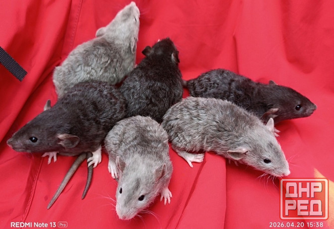 Крысята Дамбо Рекс Донецк - изображение 2