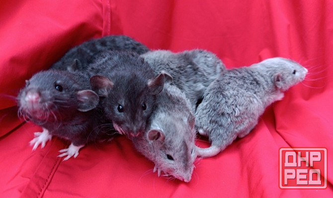 Крысята Дамбо Рекс Донецк - изображение 1