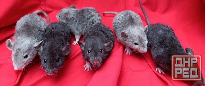 Крысята Дамбо Рекс Донецк - изображение 3