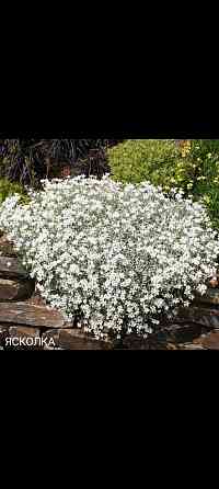 Ясколка почвопокровное Донецк