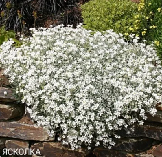 Ясколка почвопокровное Донецк