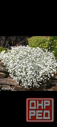 Ясколка почвопокровное Донецк - изображение 1