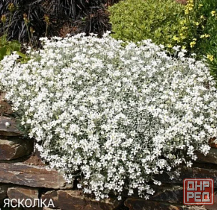 Ясколка почвопокровное Донецк - изображение 2