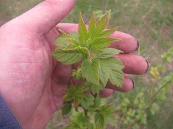 Мягко говоря каппа "Дашнаки" Донецк