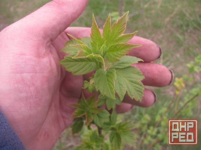 Мягко говоря каппа "Дашнаки" Донецк - изображение 1