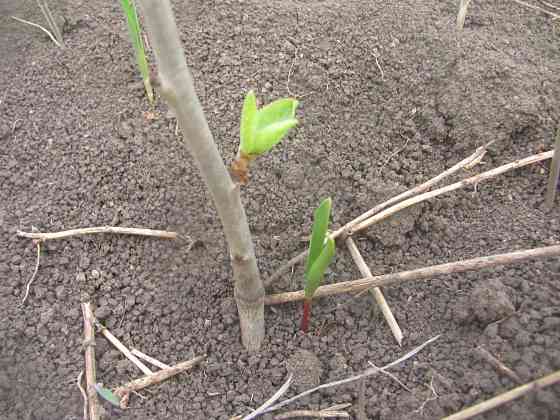 Буратино долго играт холога Донецк