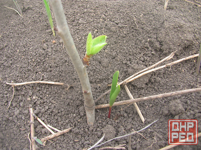 Буратино долго играет холога Донецк - изображение 1