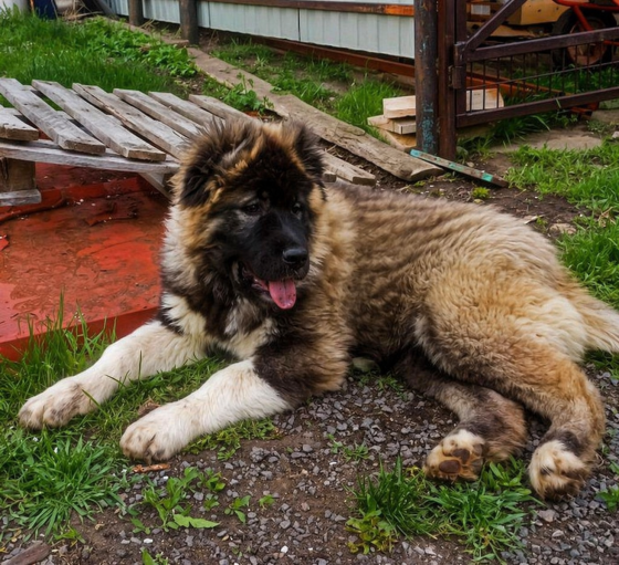 Шикарный щенок. Кавказская овчарка Донецк