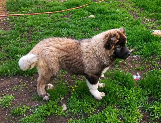 Шикарный щенок. Кавказская овчарка Донецк