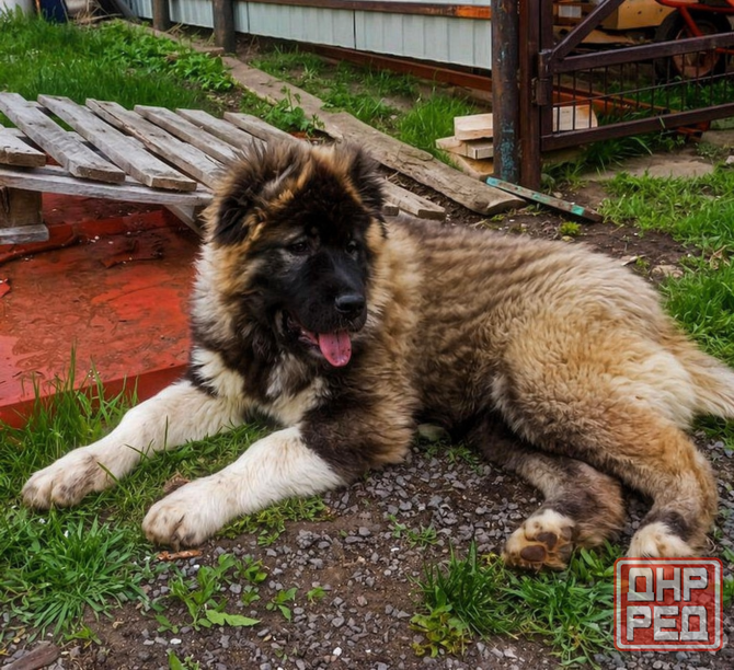 Шикарный щенок. Кавказская овчарка Донецк - изображение 2