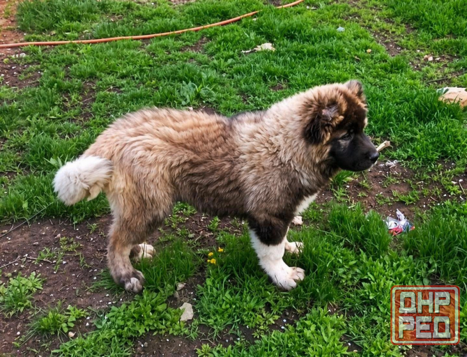 Шикарный щенок. Кавказская овчарка Донецк - изображение 1