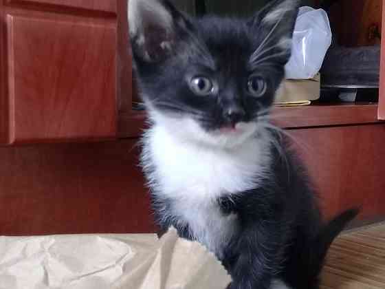 Котенок девочка-кошка Макеевка