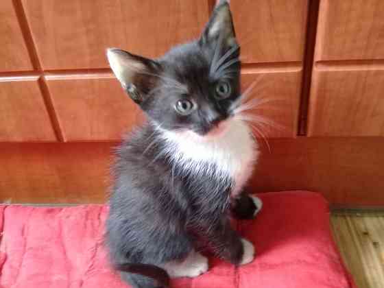 Котенок девочка-кошка Макеевка