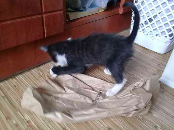 Котенок девочка-кошка Макеевка