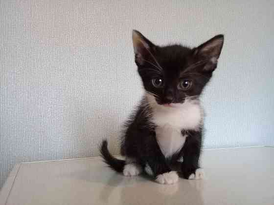 Котенок девочка-кошка Макеевка