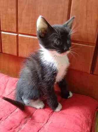Котенок девочка-кошка Макеевка