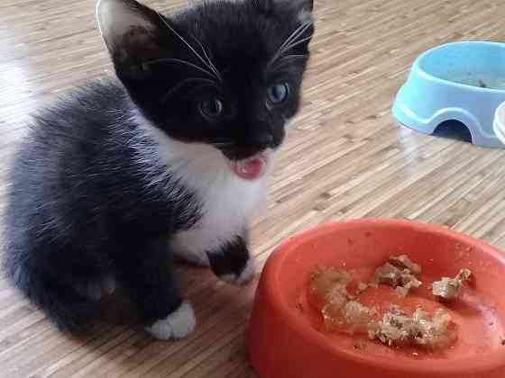 Котенок девочка-кошка Макеевка