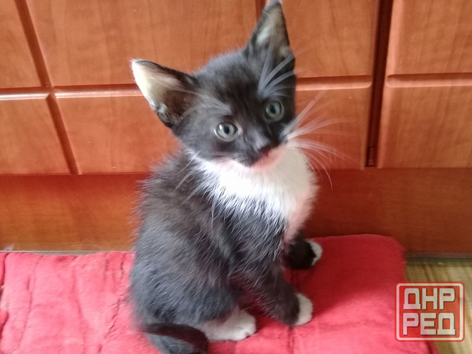 Котенок девочка-кошка Макеевка - изображение 5