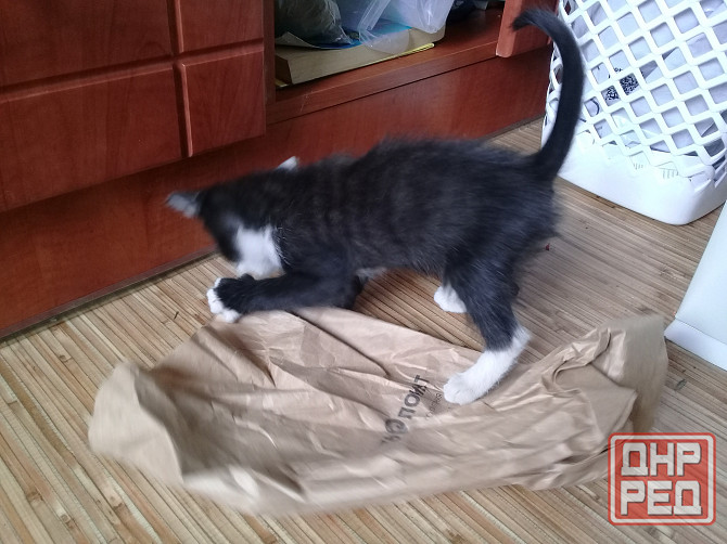 Котенок девочка-кошка Макеевка - изображение 3