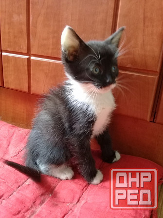 Котенок девочка-кошка Макеевка - изображение 4