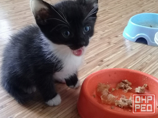 Котенок девочка-кошка Макеевка - изображение 2