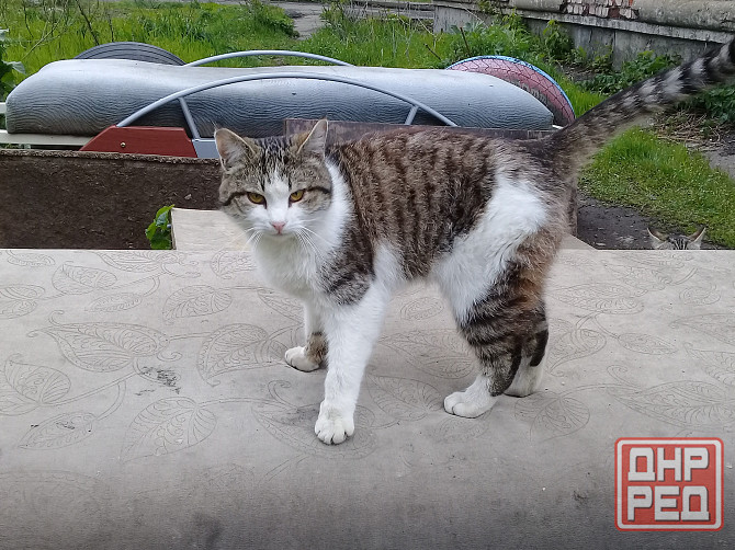 Котенок девочка-кошка Макеевка - изображение 8