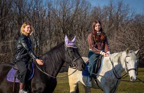 Прогулки на лошадях Донецк