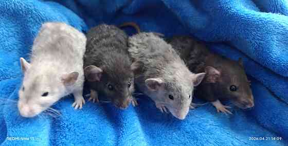 Крысята Дамбо Луганск