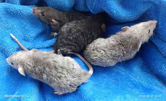 Крысята Дамбо Луганск