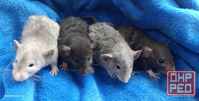 Крысята Дамбо Луганск - изображение 1