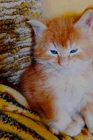 Котята мейн-кун Макеевка