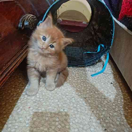 Котята мейн-кун Макеевка