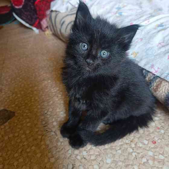 Котята мейн-кун Макеевка