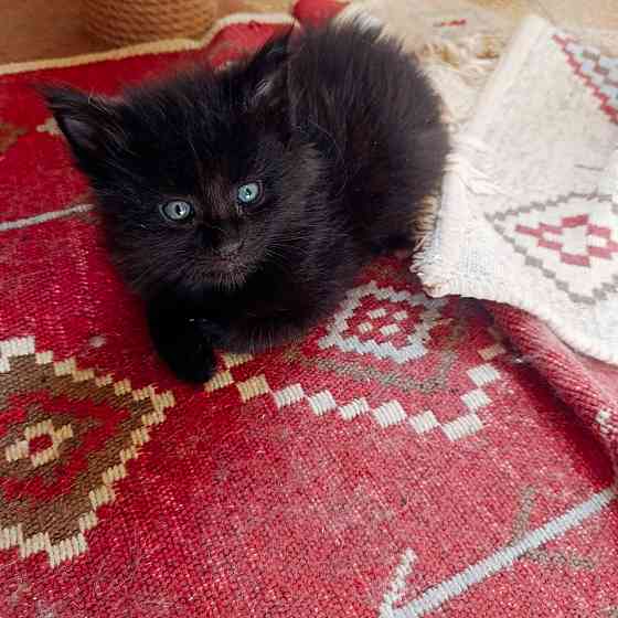 Котята мейн-кун Макеевка