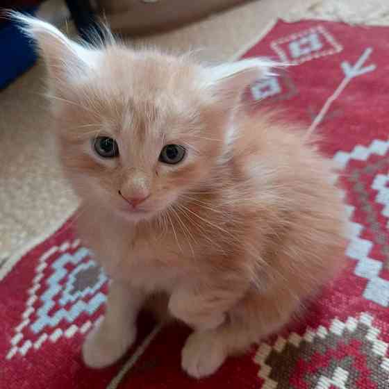 Котята мейн-кун Макеевка