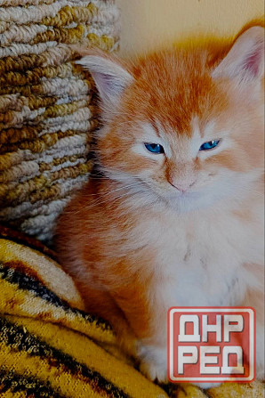 Котята мейн-кун Макеевка - изображение 2